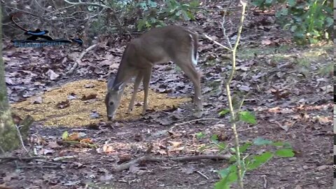 Bow hunting whitetail deer New Jersey 10-3-2020