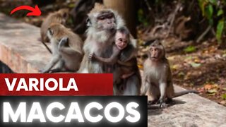 VARIOLA DOS MACACOS