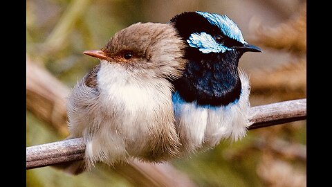 Your 5 Facts About The Fairywren