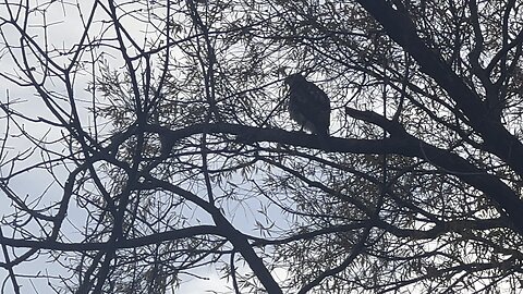 Rough-Legged Hawk visit. Different angle. Humber River James Gardens Toronto