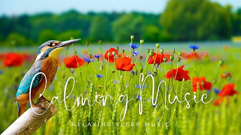 "Relaxation piano music, meditation music and calming music for cleansing the mind and body"