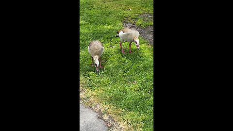 Two Egyptian Gooses Walking And Eating #goose #follow #followme #grass #green