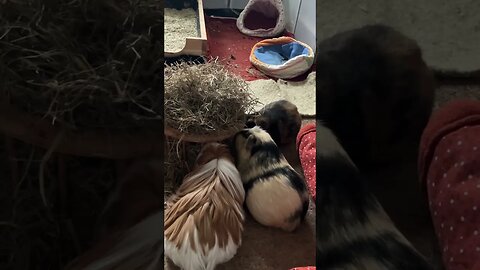 Guinea pig Svea shows her hay eating skills