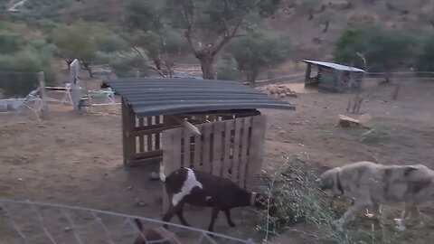 Two goats and a baby bear.