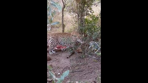 Leopard Pulls Bushbuck Up A Tree Incredible Strength