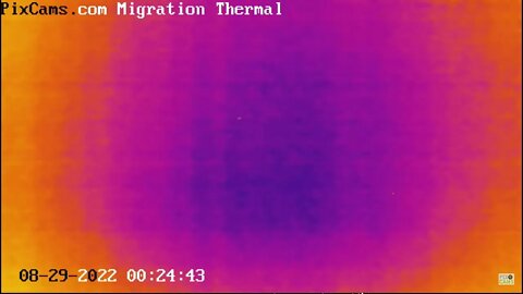 Night migrating birds on thermal camera - 8/29/2022 @ 00:24 - Odd Flight Path