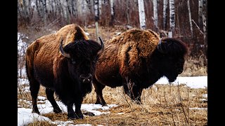 Bison Running