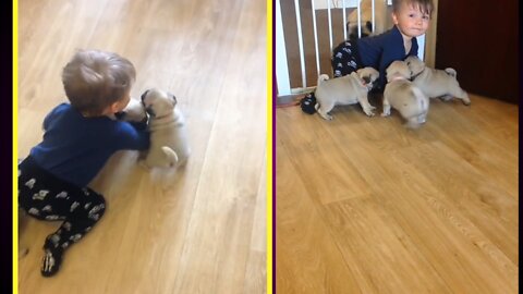 Dog puppies | playing with cute baby | #Rumbletube #Entertainment #dog #viralvideo #rumble