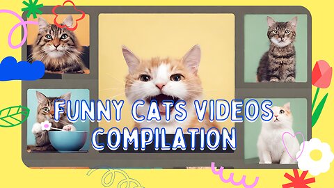 Funny Cats 2024