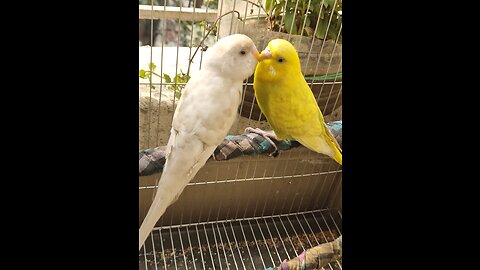 Budgies cute couple loving each other