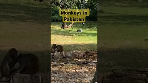 Monkeys in Pakistan #monkeys