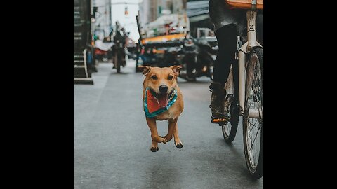 Dog Chases Biker – Hilarious Fall Ensues 😂😂