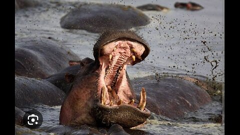 Huge wild dangers hippo