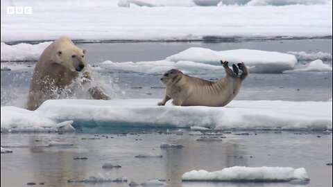 Hungry Polar Bear Ambushes Seal | 4K UHD| The Hunt | BBC Earth🐻‍❄️🐻‍❄️ V/S 🦭🦭