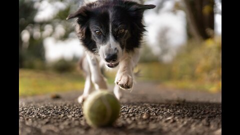 Lemon prank dog so Funny action | (2021)