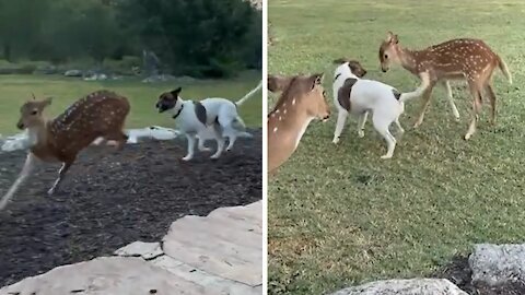 Baby joins doggy to bark at the vacuum cleaner !