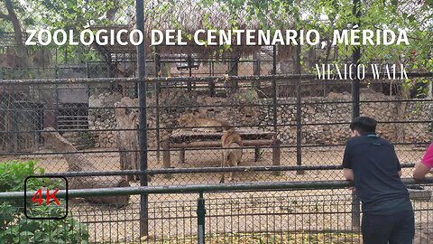 Centenario Zoological Park- Mérida - Yucatán - 4K