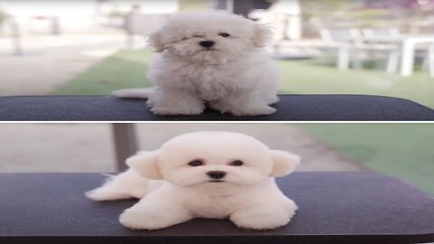 HAIR CUT Baby Dog Verry Funny