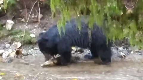 Bear cub fishing