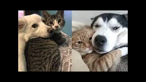 Dogs with Their Strange Animal Friends! | Oddest Animal Friendship | Love Nature