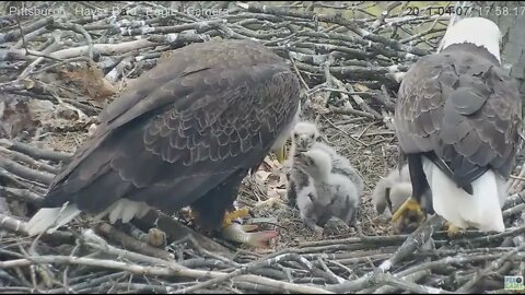 Hays Eaglets H13 H14 H15 track parents and rush in for evening dinner 2021 04 07 17:57