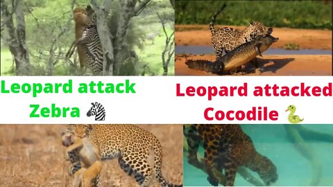 Leopard 🐆 attack to Elephant 🐘|| Cheetah attack to Zebra 🦓 2022 ||