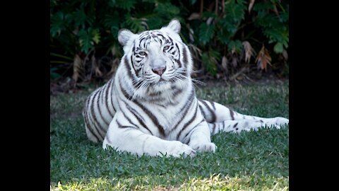 The little white tiger