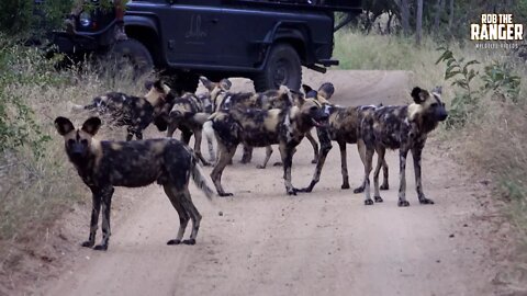 Endangered Wildlife | African Painted Wolves Play At Sunset (Introduced By Kelly Kikx)