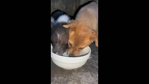 Dog and pig eating noodles together