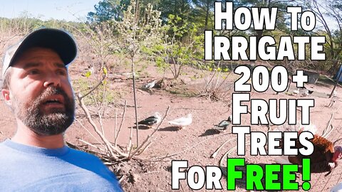 How To Irrigate 200+ Fruit Trees For Free! | 400+ Fruit Trees On 2 Acres!