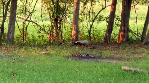 little critters on a afternoon walk!