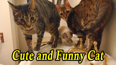 Cute and Funny Cat Videos Compilation