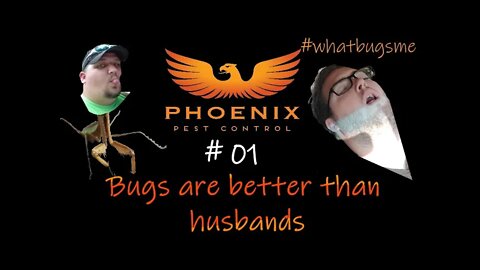 01 Bugs are better than Husbands because... #whatbugsme