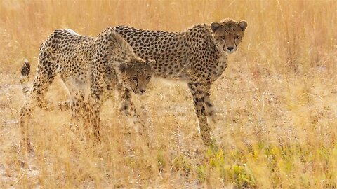 Cheetah Cubs Learn to Hunt - Dynasties II - BBC Earth