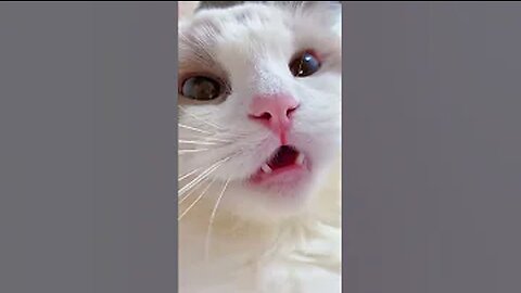 cat meme & kitten (tik tok video] 💘