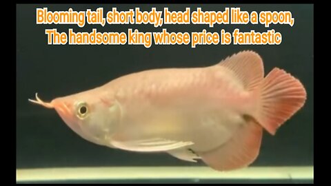 The Super Red Arowana Ornamental Fish, the Handsome King, Has a Fantastic Price