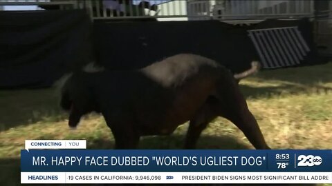 Ugliest Dog Contest Returns