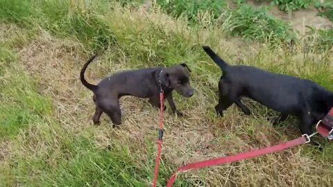 PATTERDALE TERIER crossing with other dog breeds. When you shouldn't & you should be crossbreeding