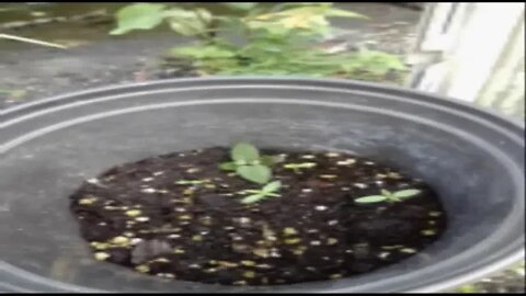 trinidad ganja farming