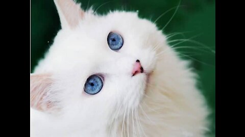 The most beautiful white cat with blue eyes