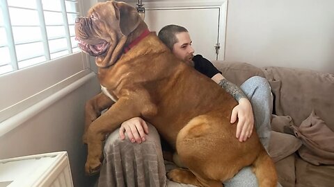 When Your Big Dog Thinks He s a Baby! 🤣 Funny dog videos 2024