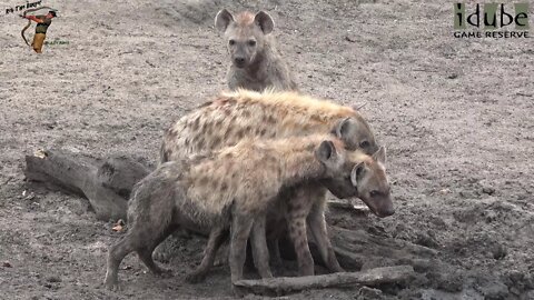 Watching Hyenas Again! Part 7