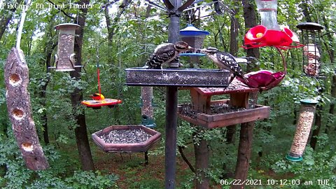 Hairy woodpecker feeds young in tray