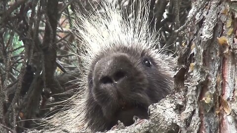 "The Prickly World of Porcupines: Masters of Defense"