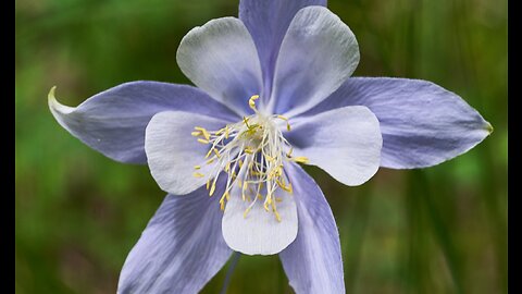 Colorado Wildflowers 7-12-2023