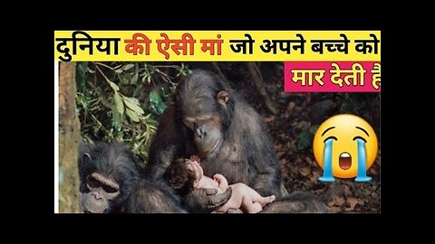 दुनिया की ऐसी मां जो अपने बच्चे को मार देती!Amazing Facts about animal-facts shorts videos #facts