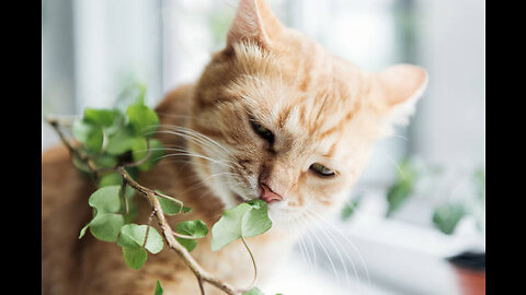 Cute cat playing and eating a plant