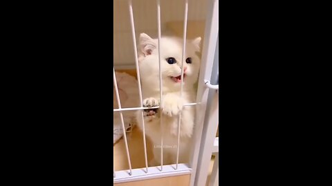 cute cat