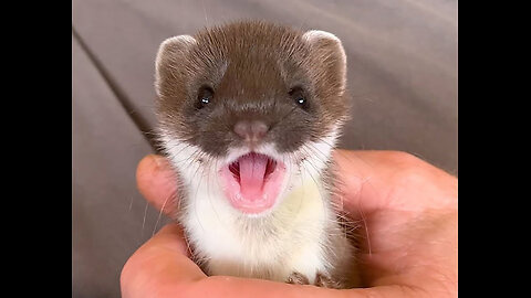 Tiny Baby Stoat Has The Best Reaction When She Meets Someone Like Her | The Dodo Little But Fierce