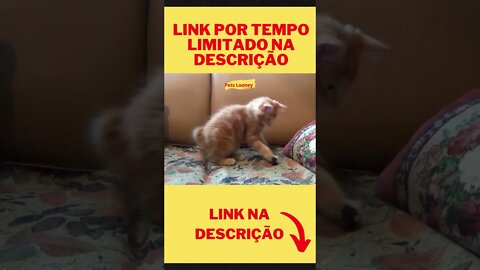 É Muita Fofura - Gatos Engraçados #shorts